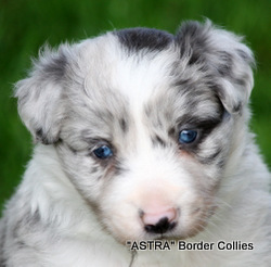 Slate blue Merle - Male, Rough coated, Border collie puppy